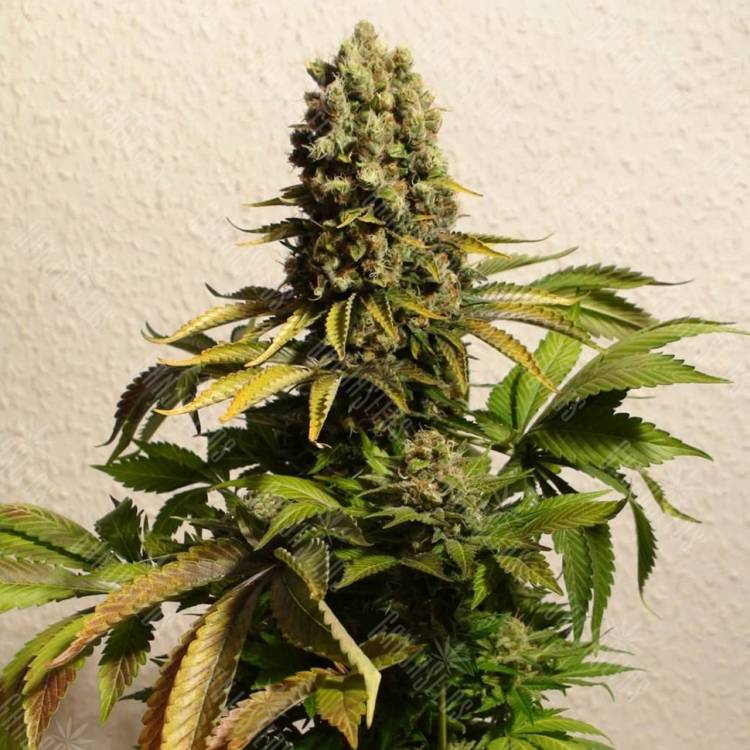 купить семена конопли Ganesh Spirit regular Ganja Seeds