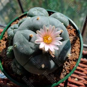 Lophophora williamsii