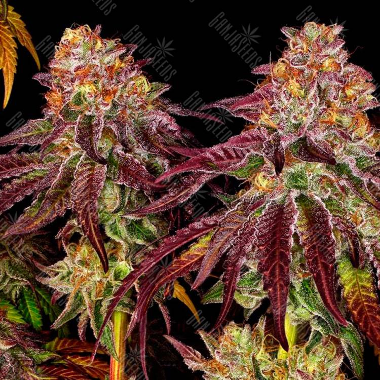  Семена каннабиса Auto Mimosa feminised GanjaSeeds купить