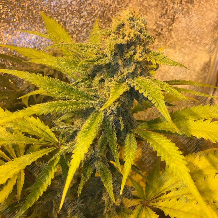 где заказать семена конопли Green Poison regular Ganja Seeds