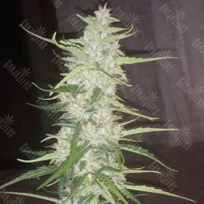 Auto Russian Rocket Fuel regular Ganja Seeds