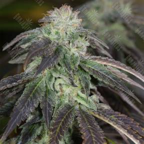 OG Kush feminised Humboldt Seeds