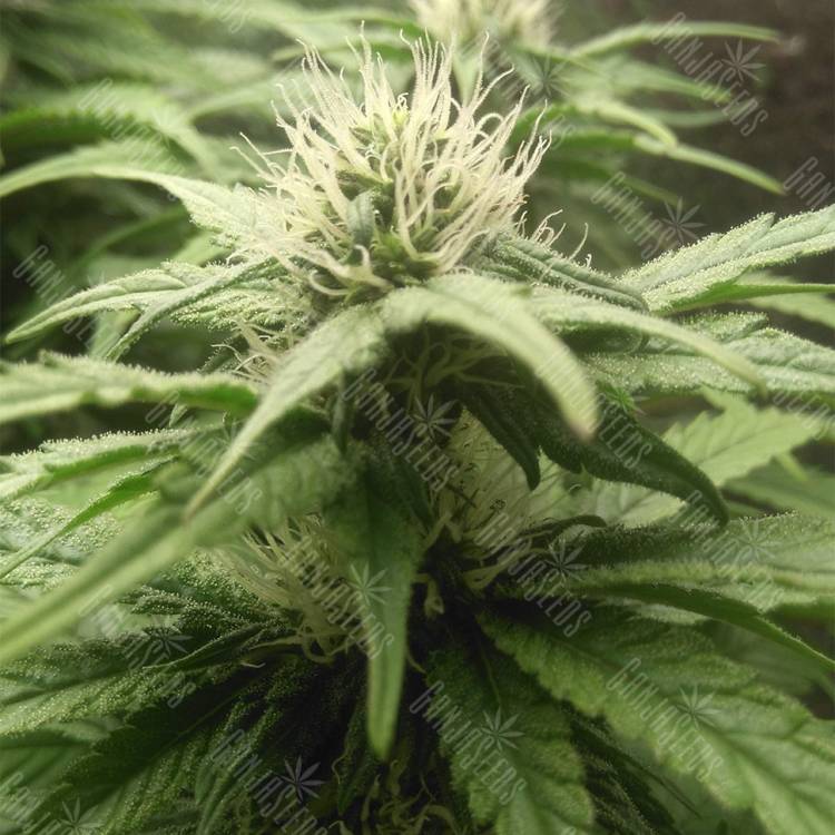 семена индийской конопли Original Cheese feminised Paradise Seeds