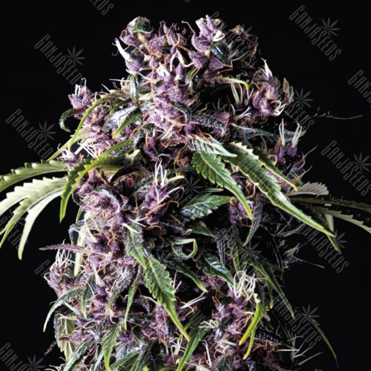 семена конопли аутдор Purple feminised Pyramid Seeds