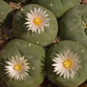 Lophophora echinata var. diffusa