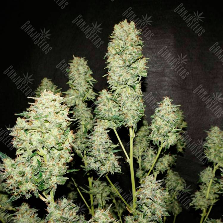 семена конопли дешево Auto OG Kush feminised