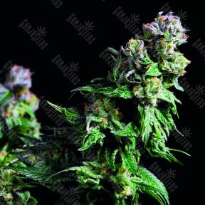 Purple Urkle feminised Pyramid Seeds