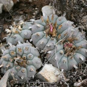Lophophora echinata
