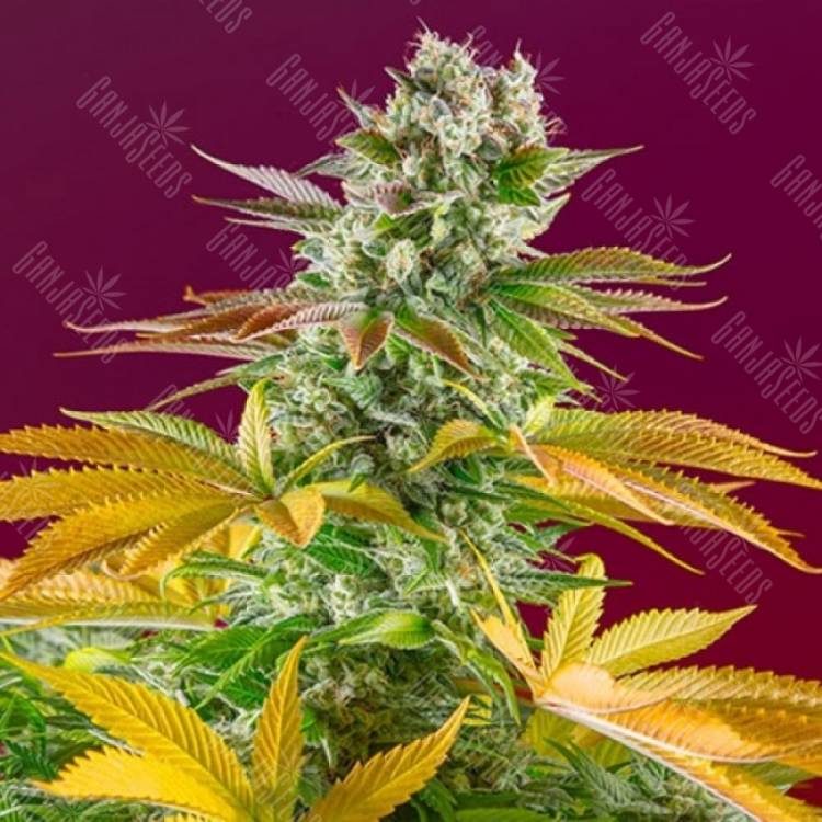 Покупка дешевых семян Gorilla Girl feminised Ganja Seeds Fast Version