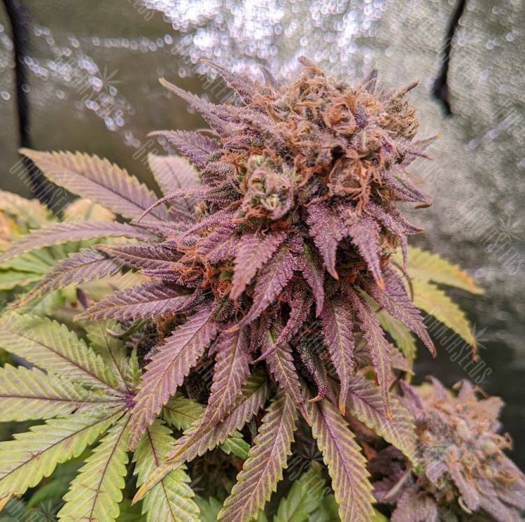 заказать семена конопли качественные Fruity Jack feminised