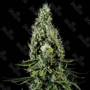 Arjan's Haze 3 feminised Green House Seeds