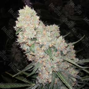 Auto Sour Diesel feminised Dinafem Seeds