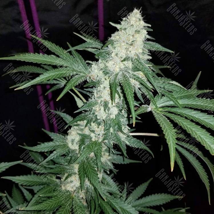 где можно заказать семена конопли Hash Plant regular Ganja Seeds