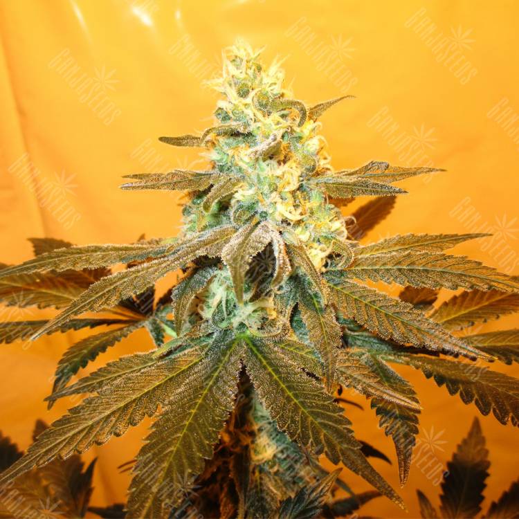 семена конопли Россия Pineapple Skunk feminised Humboldt Seeds