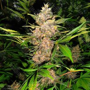 Auto Red Poison feminised Ganja Seeds