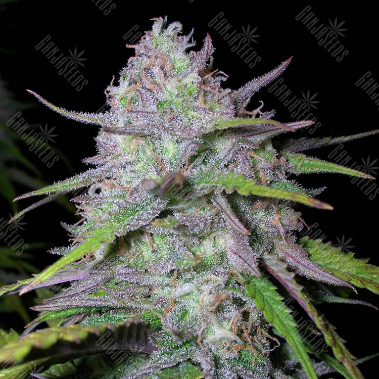 семена конопли наложенным платежом Arjan's Ultra Haze 1 feminised Green House Seeds