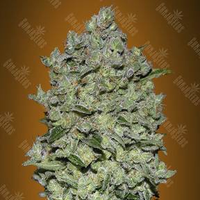 Auto Bio Diesel Mass feminised Advanced Seeds
