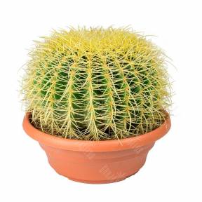 Echinocactus Grusonii