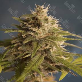 Pure Afghan regular DNA Genetics
