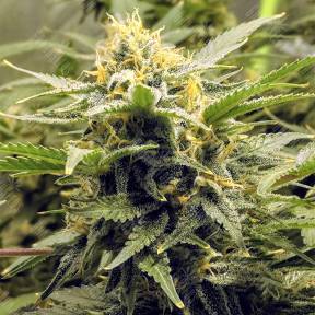 AK-48 feminised Nirvana Seeds