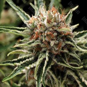Shark feminised Pyramid Seeds