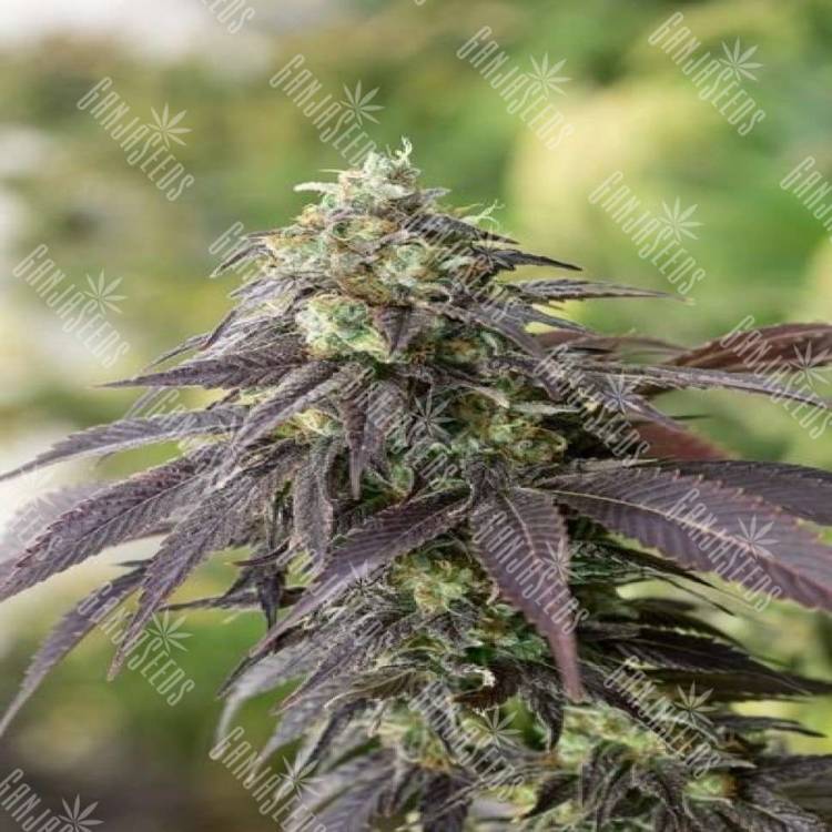 Head Band feminised Ganja Seeds купить семена каннабиса в России