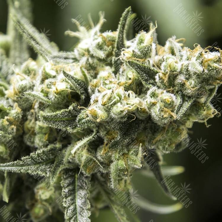 семена конопли купить на сайте Amsterdam Flame regular