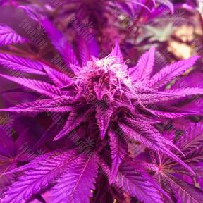 Super OG Kush feminised Pyramid Seeds