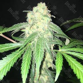 S.A.D. Sweet Afgani Delicious CBD feminised Sweet Seeds