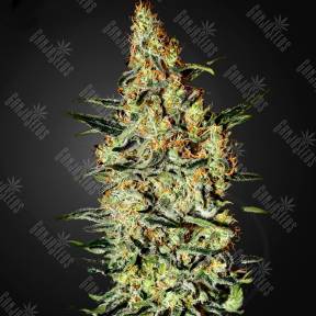 Neville's Haze feminised Green House Seeds