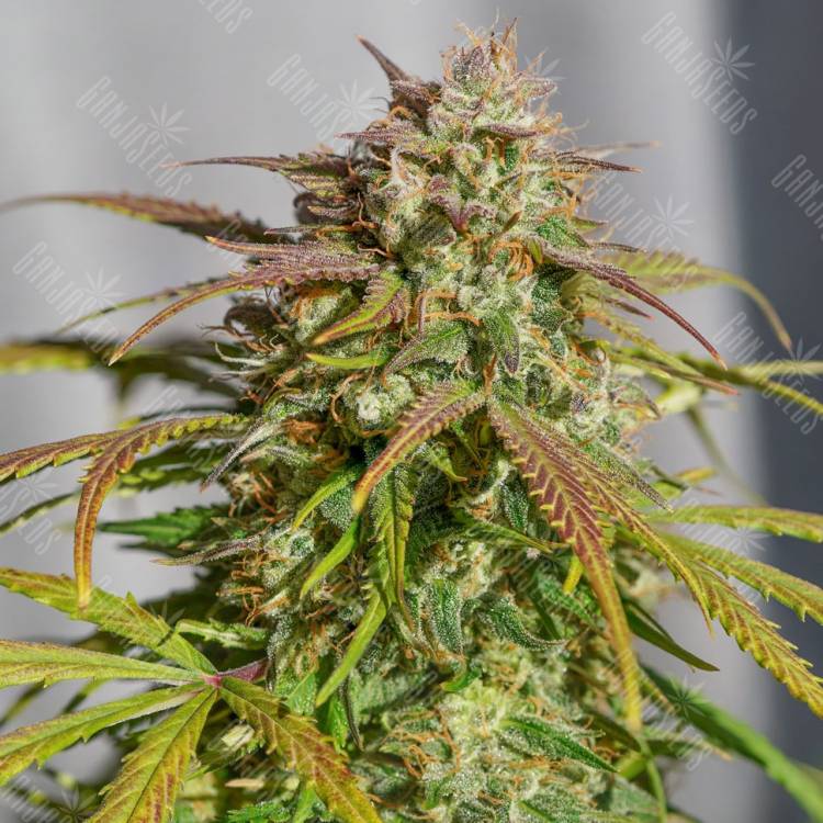 доставка семян конопли курьером Orange Bud feminised