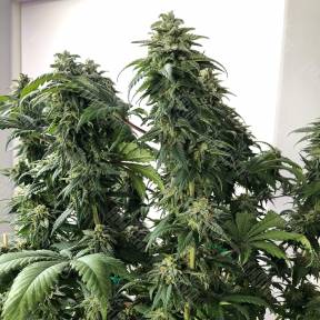 Jack regular Ganja Seeds