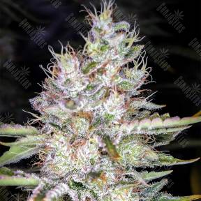 Tutankhamon feminised Pyramid Seeds
