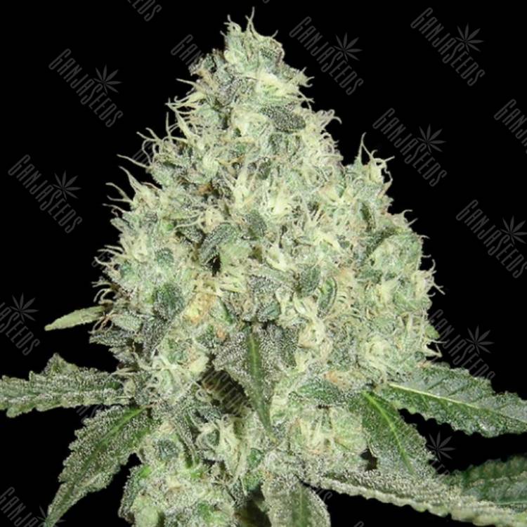 семена конопли аутдор 91 Krypt regular DNA Genetics