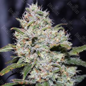 Auto Gorilla Glue feminised Fast Buds