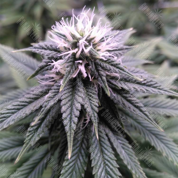 семена конопли в оригинальных упаковках Sugar Breath feminised Humboldt Seeds