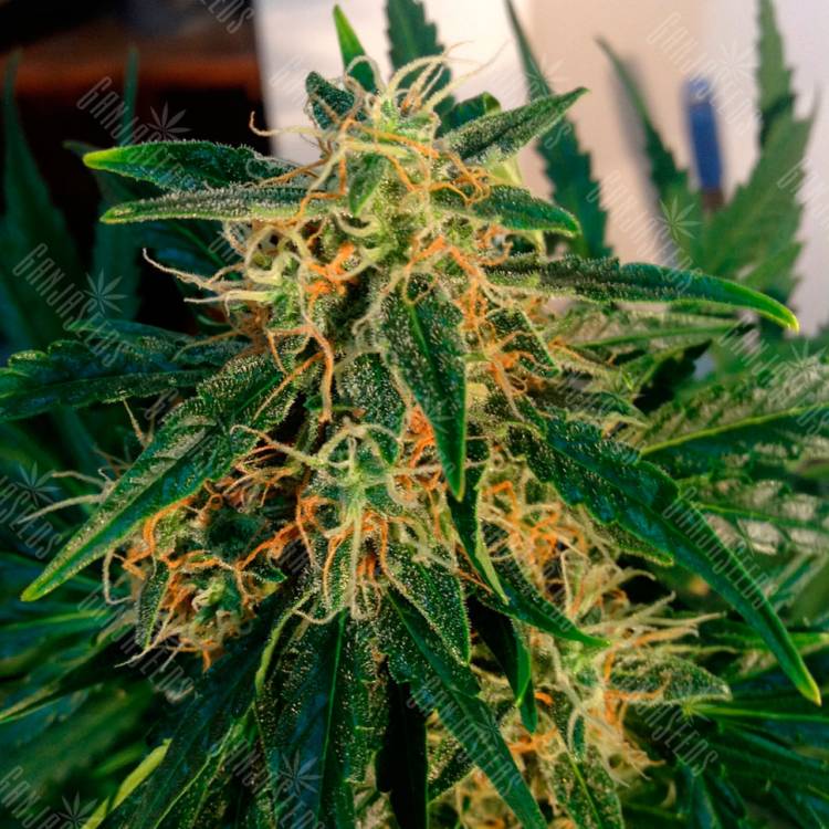 Семена марихуаны Auto Think Big feminised Ganja Seeds