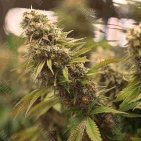 2046 feminised Ganja Seeds
