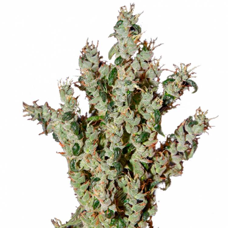 семена конопли дешево NL5 Haze Mist feminised Green House Seeds