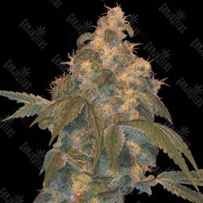 Super Lemon OG regular DNA Genetics