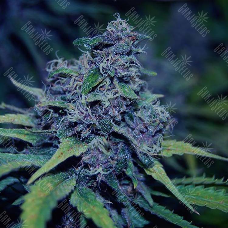 семена конопли гидропоники Sweet Purple feminised Paradise Seeds