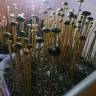 Panaeolus Cyanescens Wild Coast African