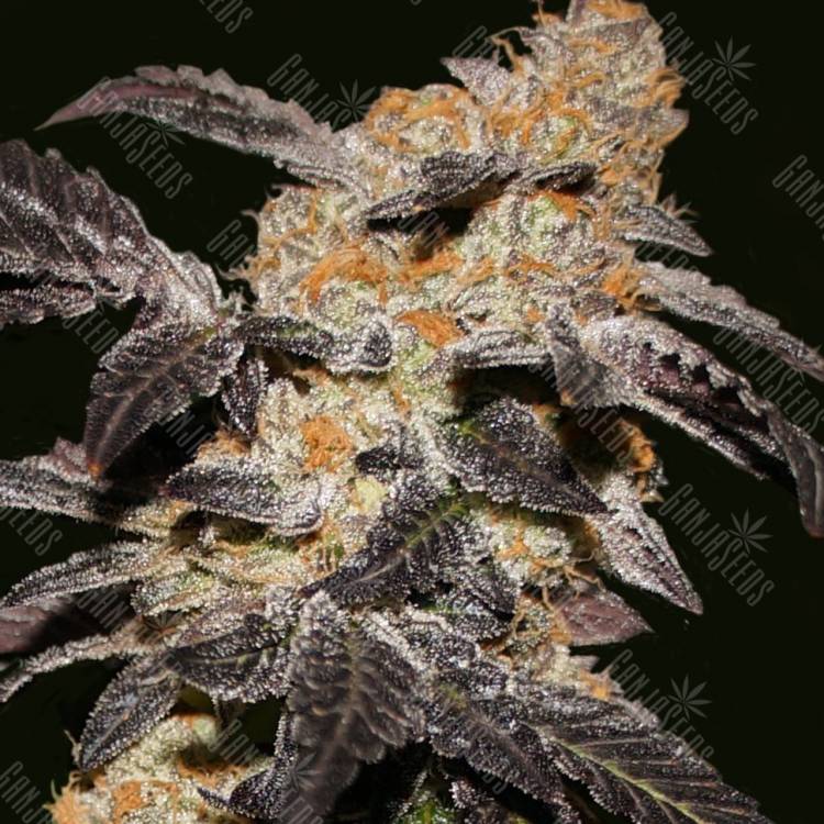 качественные семена конопли Hash Passion feminised