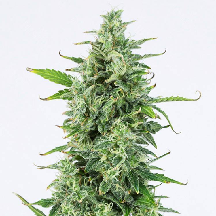 семена конопли в России Auto OG Kush feminised Dinafem Seeds