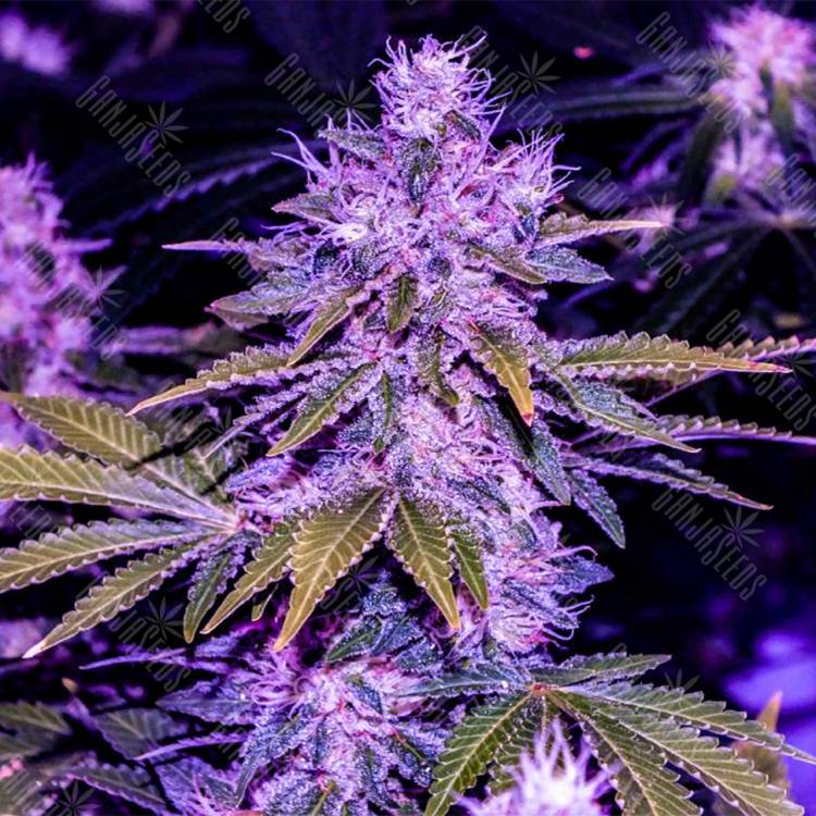 семена конопли интернет магазин Space Cookies feminised Paradise Seeds