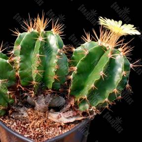Astrophytum ornatum var. glabrescens