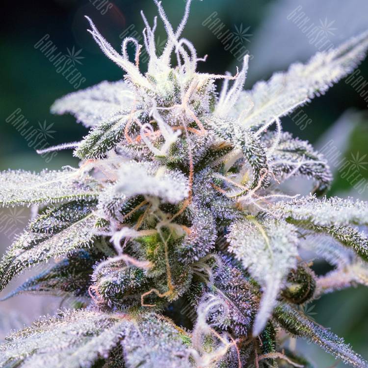 семена индийской конопли Himalaya Blue Diesel feminised