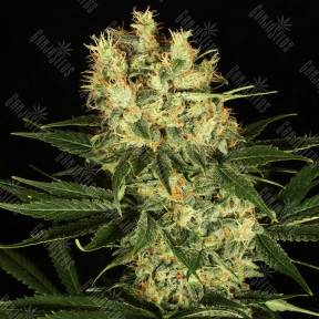 Passion #1 feminised Dutch Passion Seeds