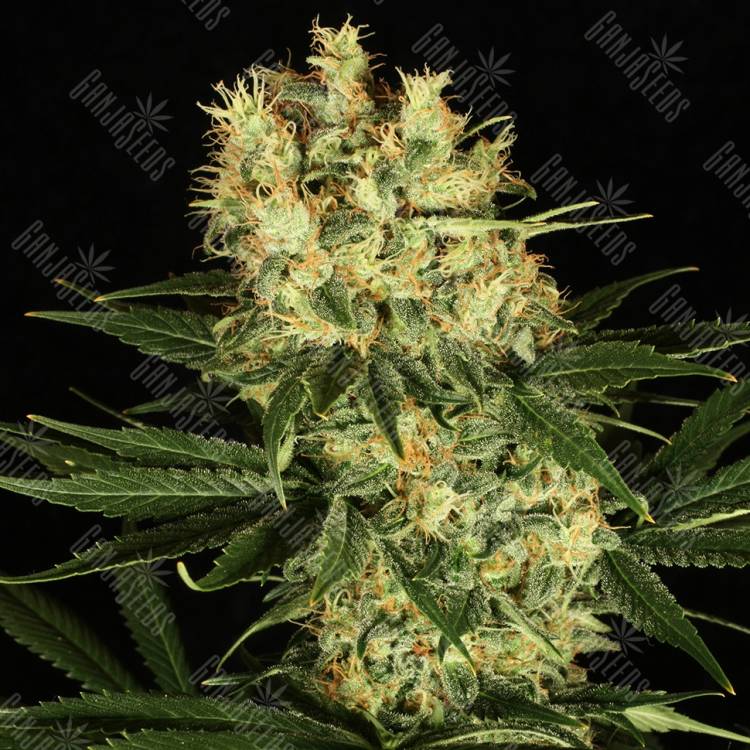 Passion #1 feminised Dutch Passion Seeds