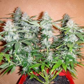 Auto Alakol feminised Bang Seeds